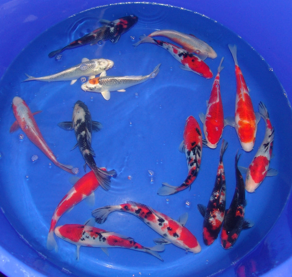 20-23cm Tosai.