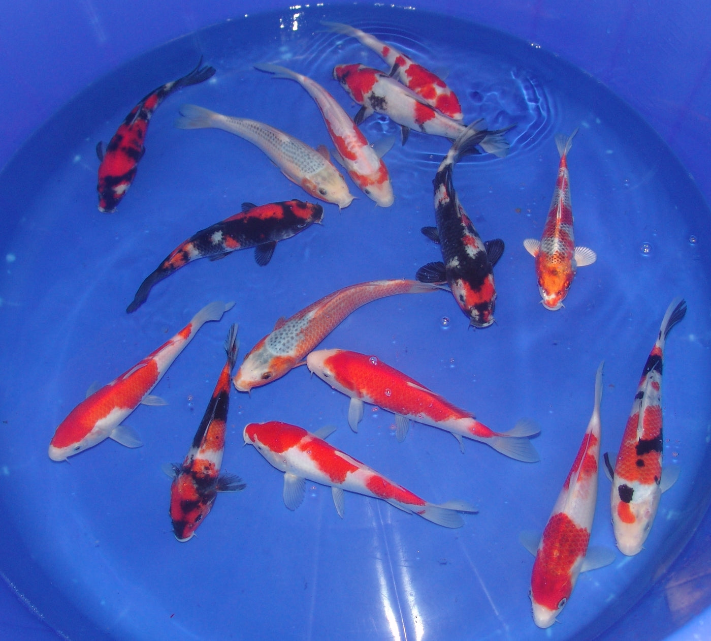 20-23cm Tosai.