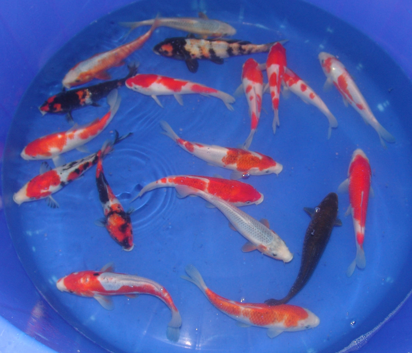 20-23cm Tosai.