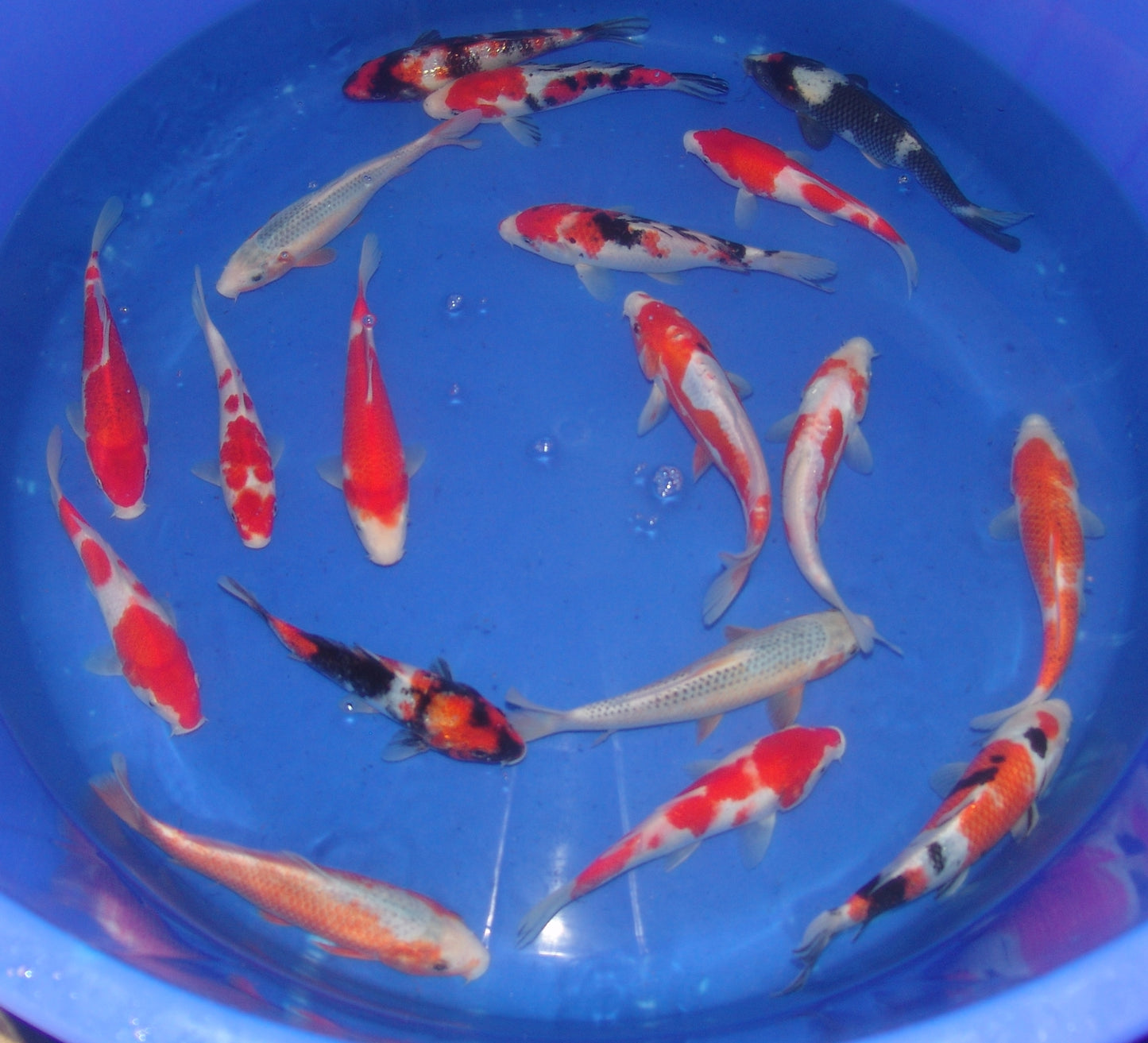 20-23cm Tosai.