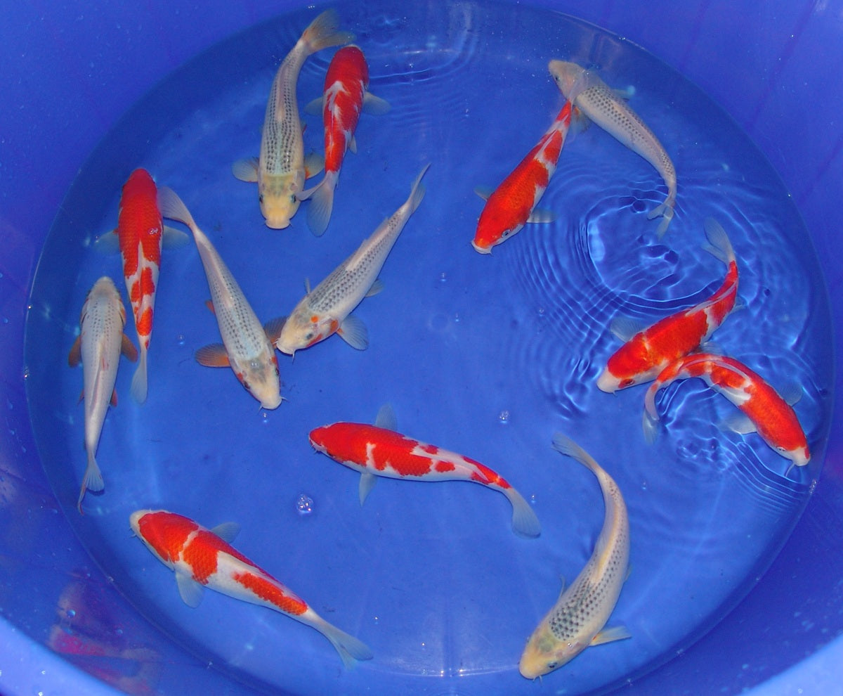 20-23cm Tosai.