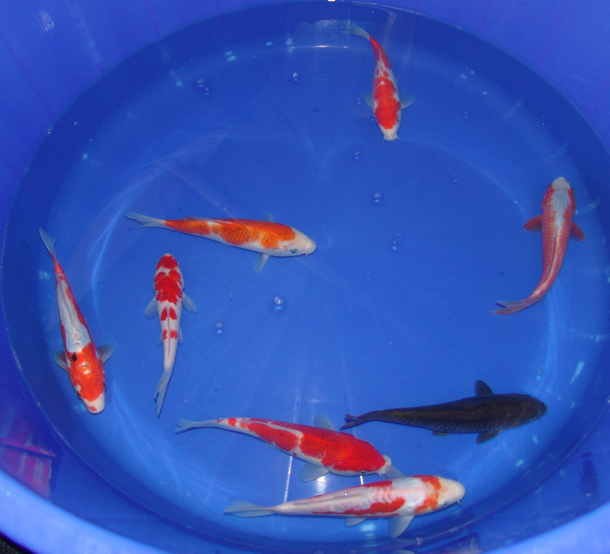 20-23cm Tosai.