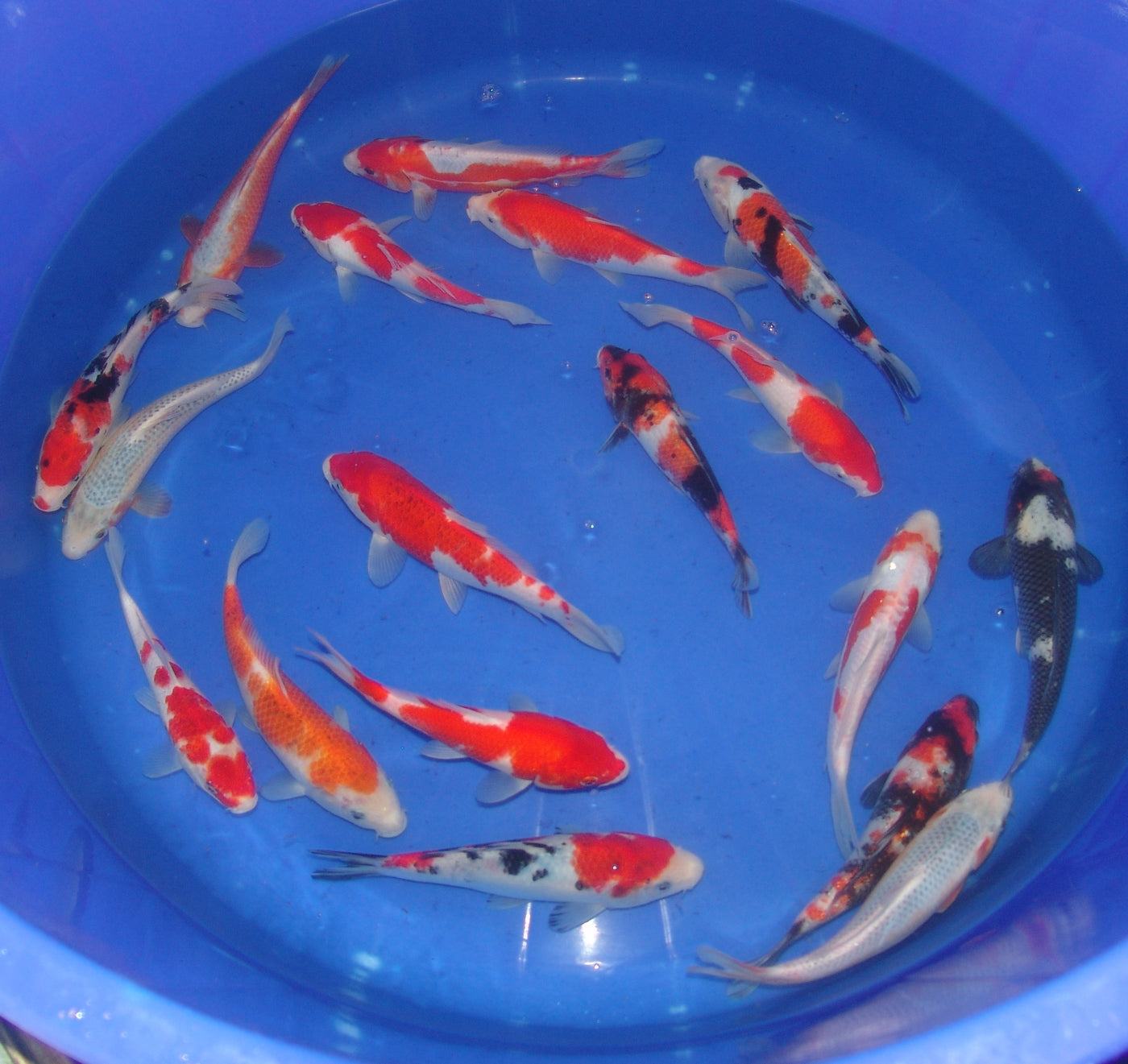 20-23cm Tosai.