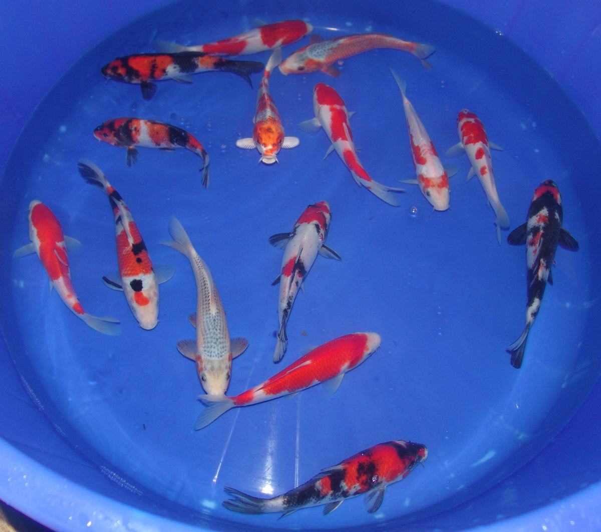 20-23cm Tosai.