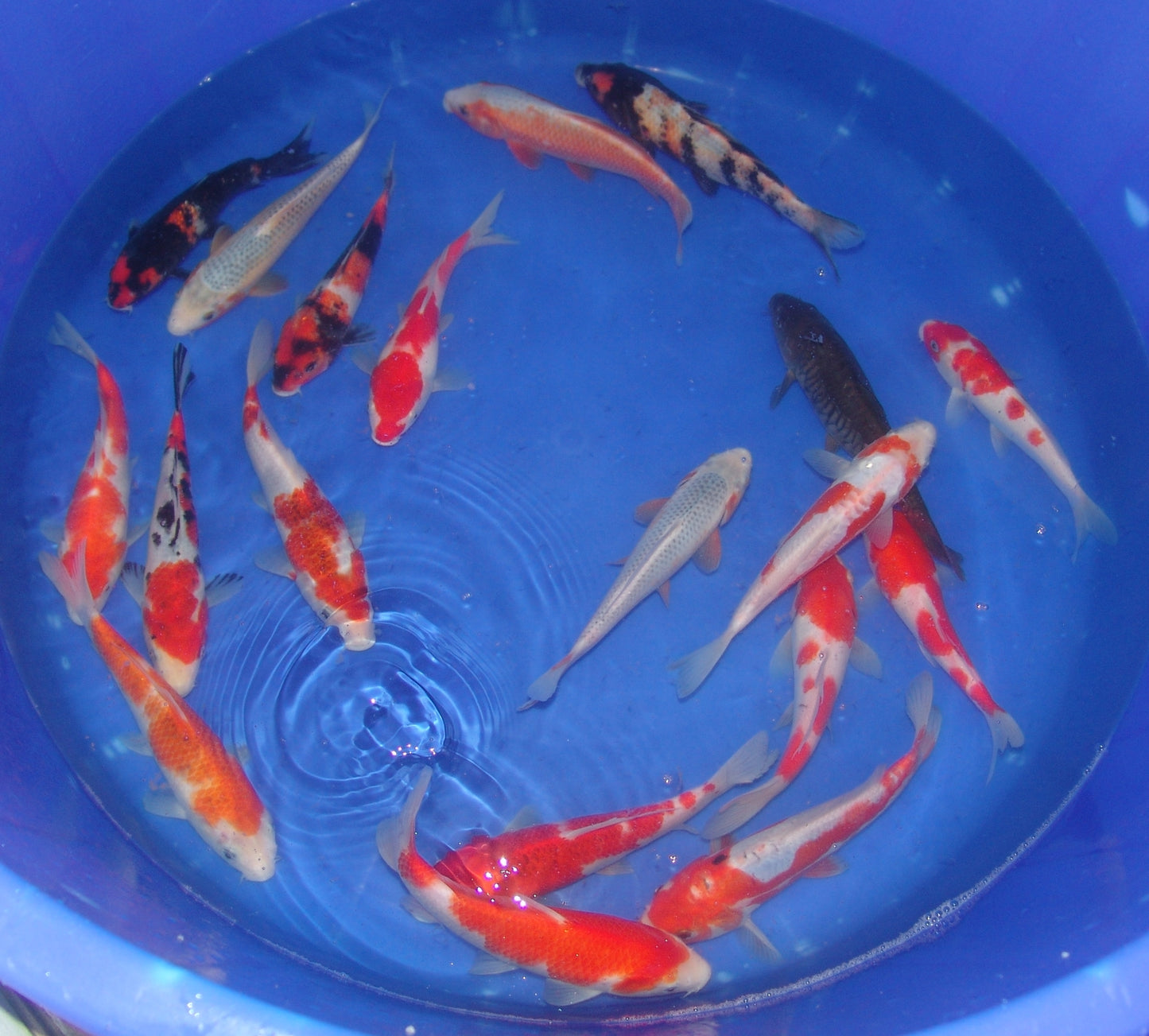 20-23cm Tosai.