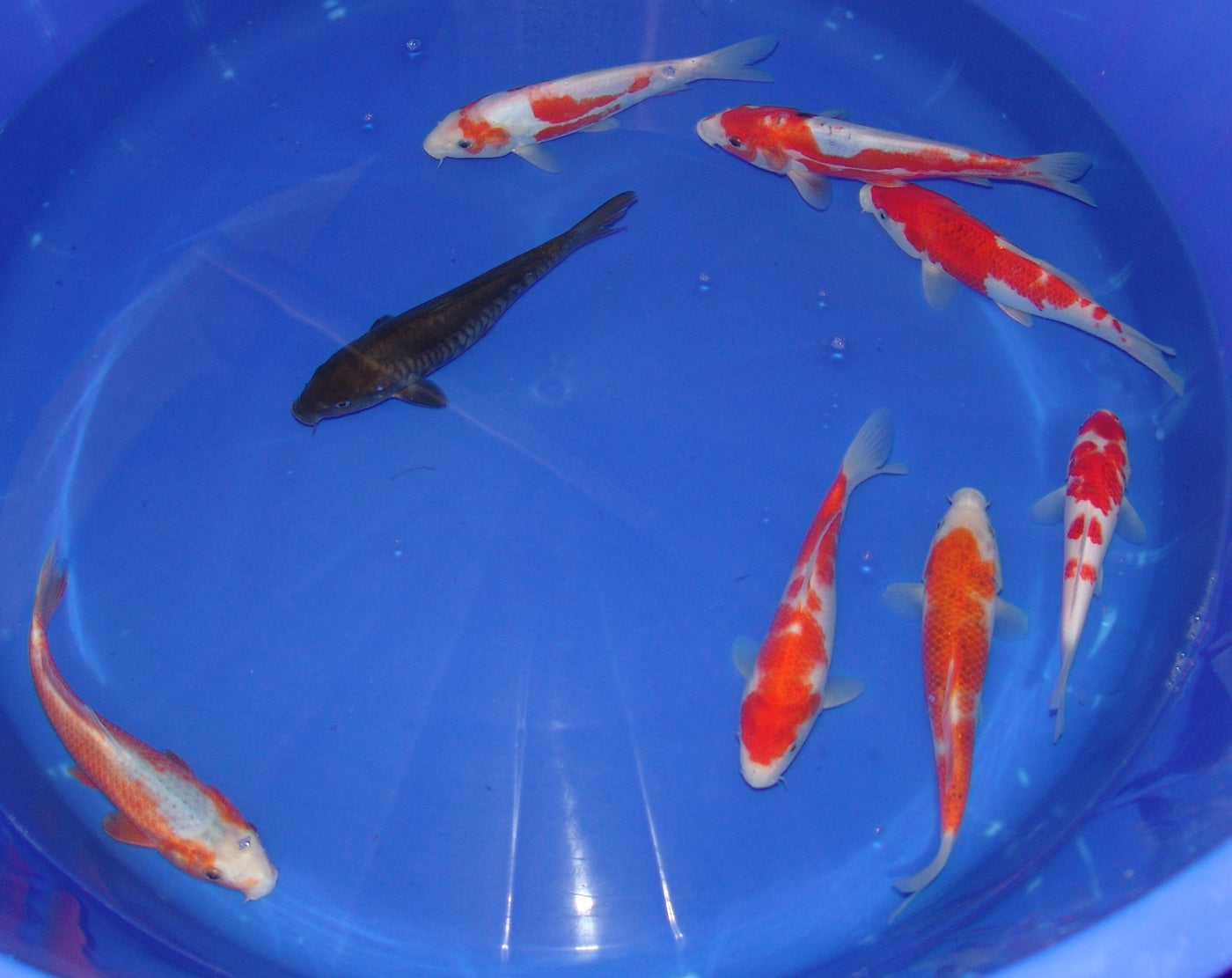 20-23cm Tosai.