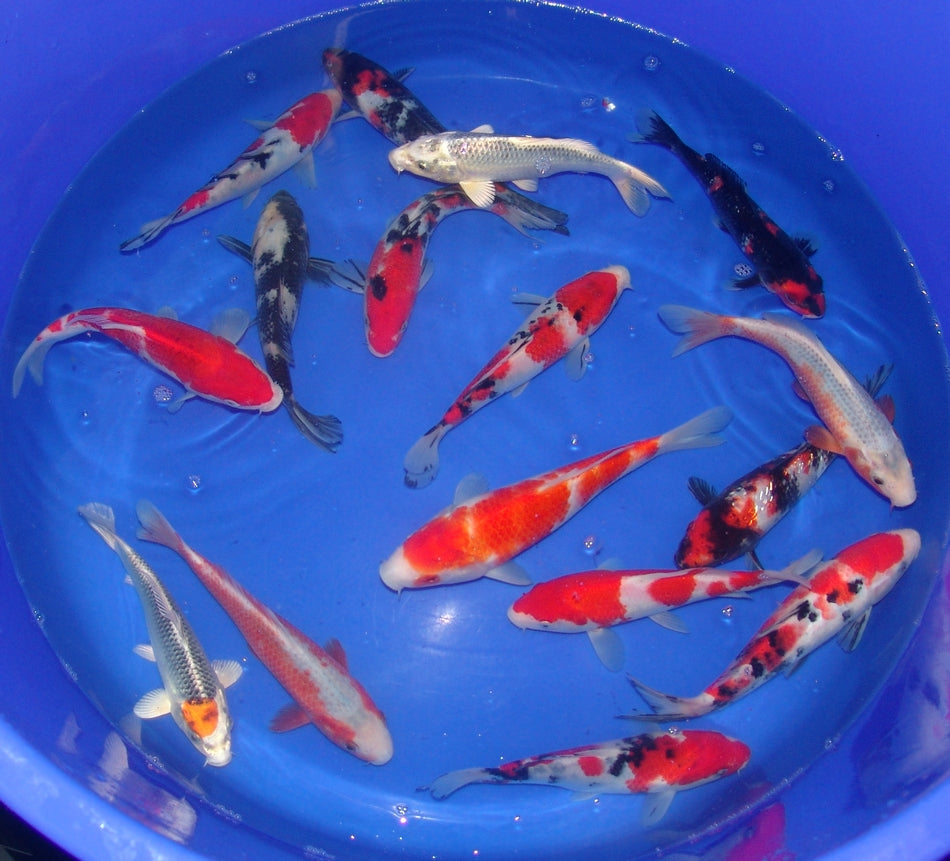 20-23cm Tosai.