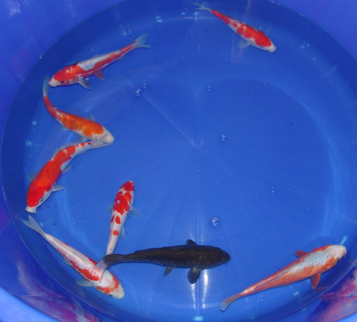 20-23cm Tosai.