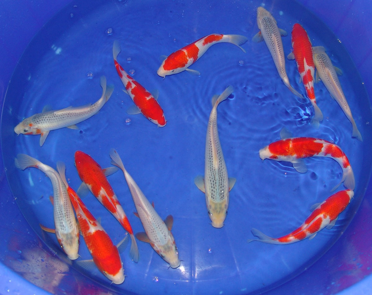20-23cm Tosai.