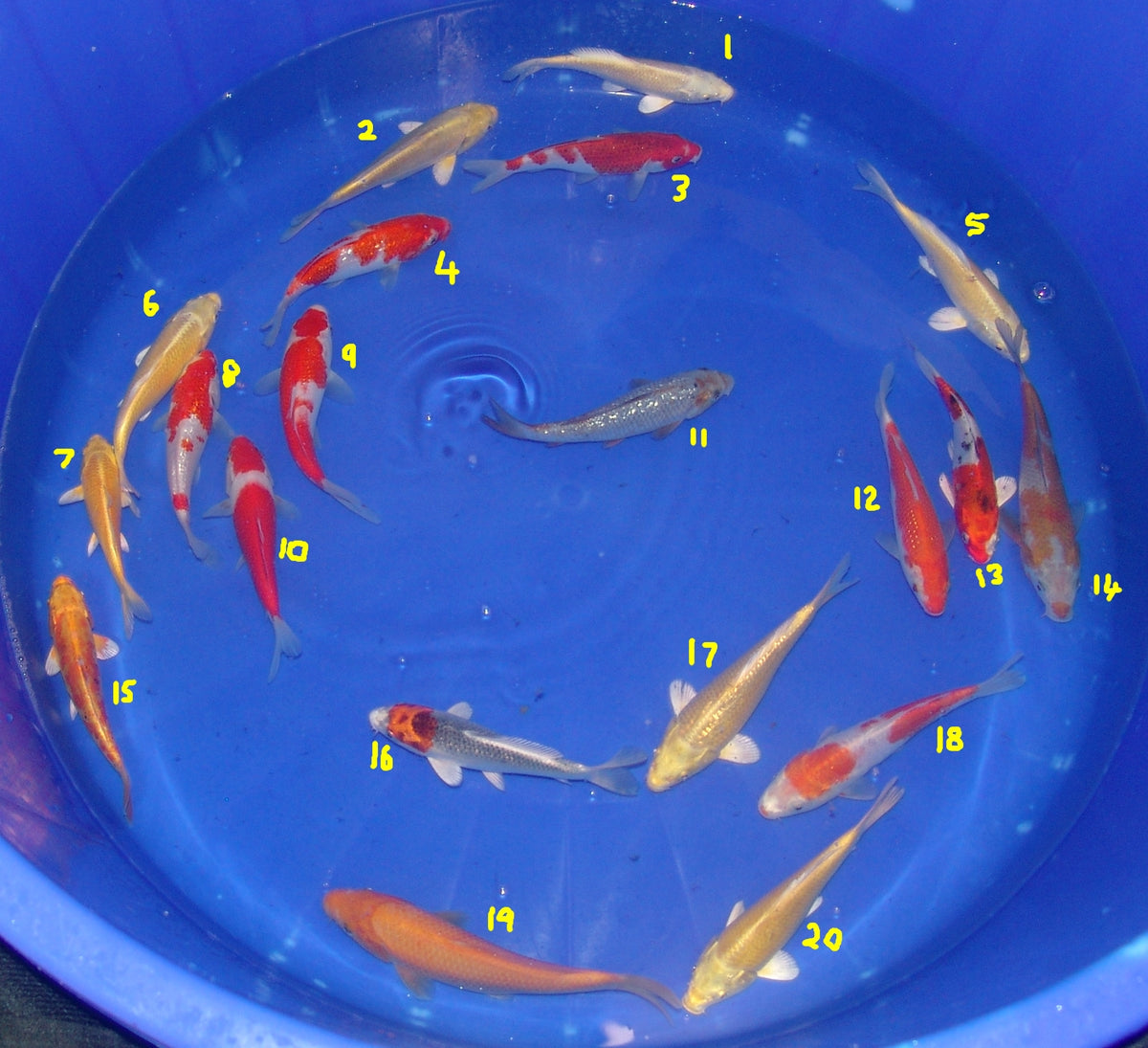 15-18cm Tosai, Mix.