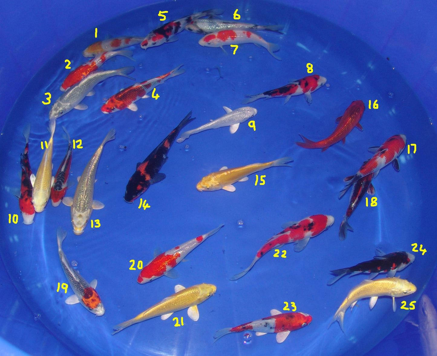 15-18cm Tosai, Mix.