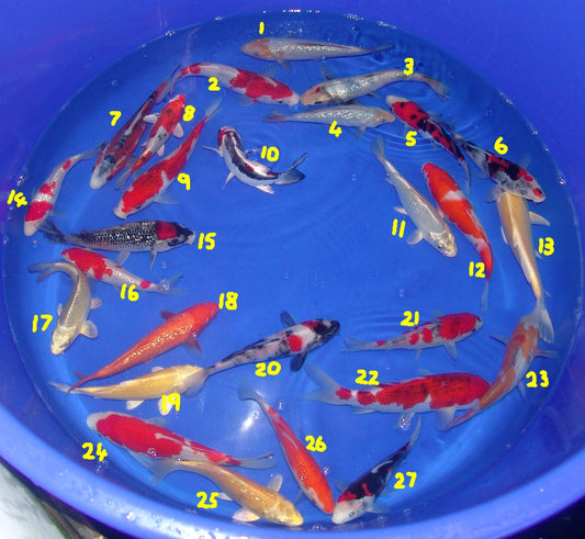 15-18cm Tosai, Mix.