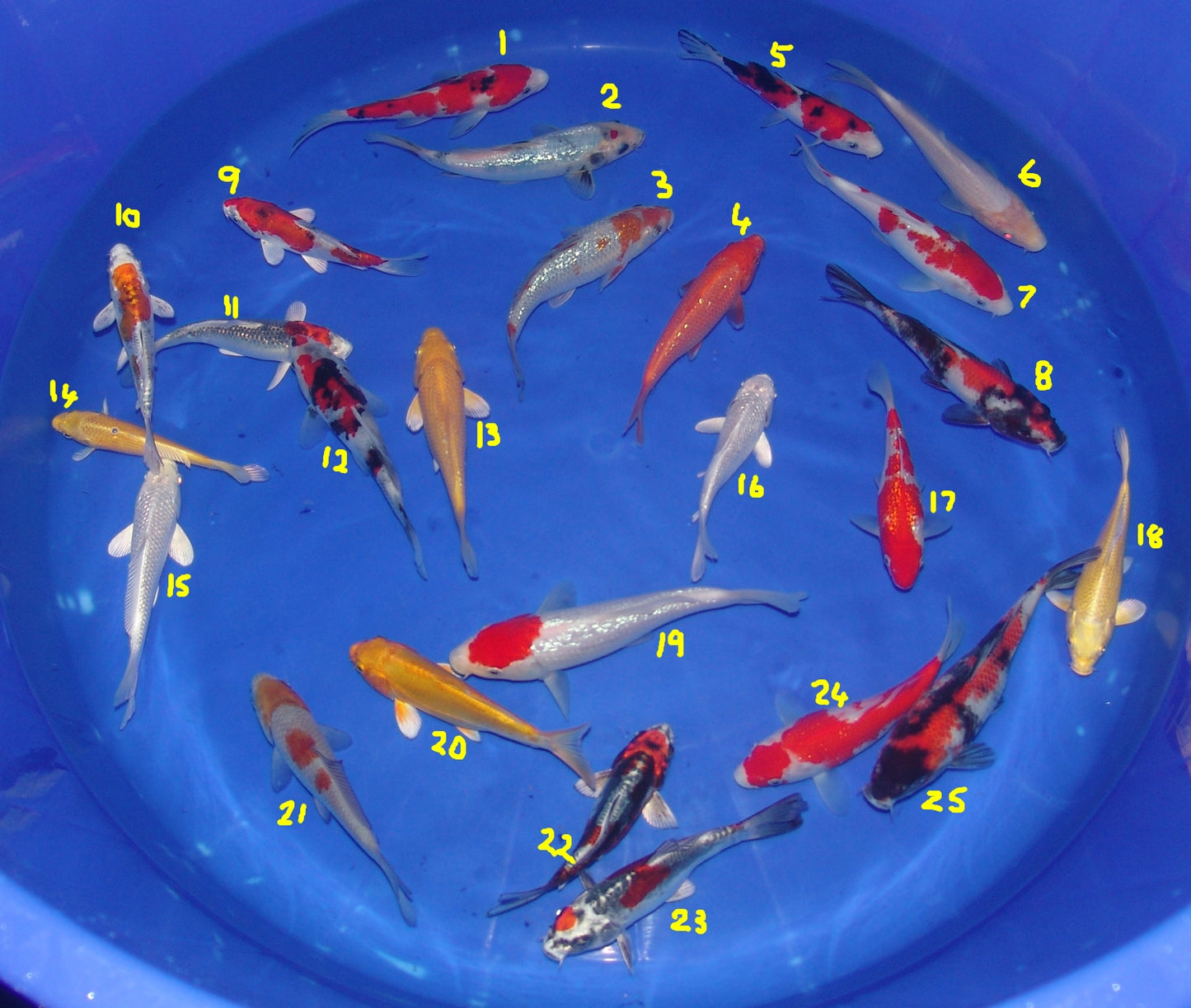 15-18cm Tosai, Mix.