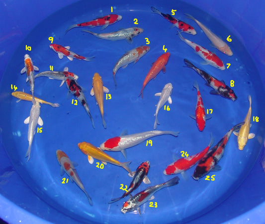 15-18cm Tosai, Mix.