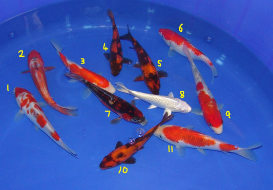 15-18cm Tosai, Mix.