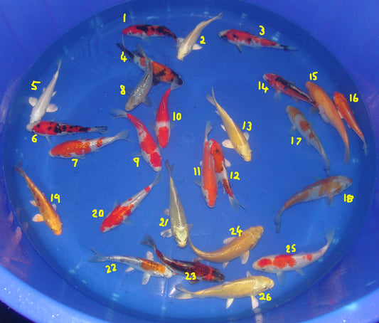 15-18cm Tosai, Mix.