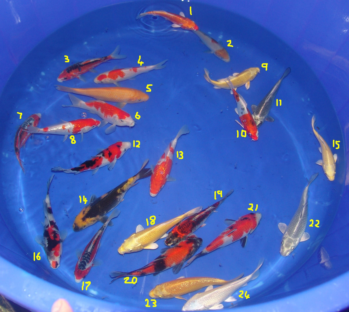 15-18cm Tosai, Mix.