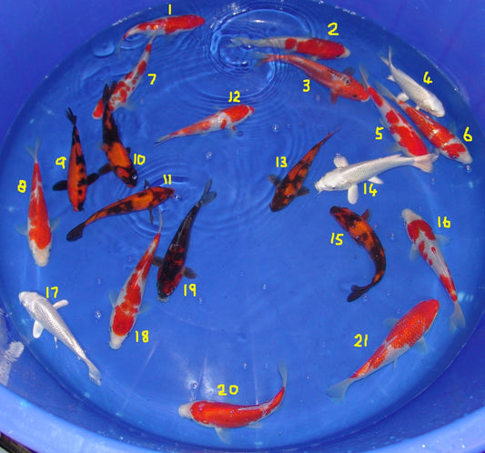 15-18cm Tosai, Mix.