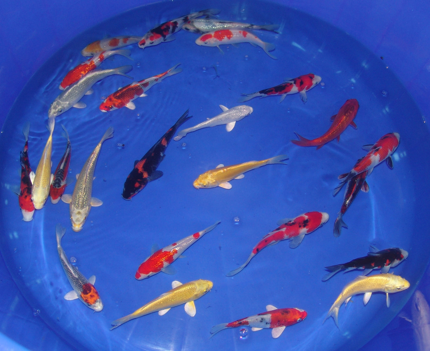 15-18cm Tosai, Mix.