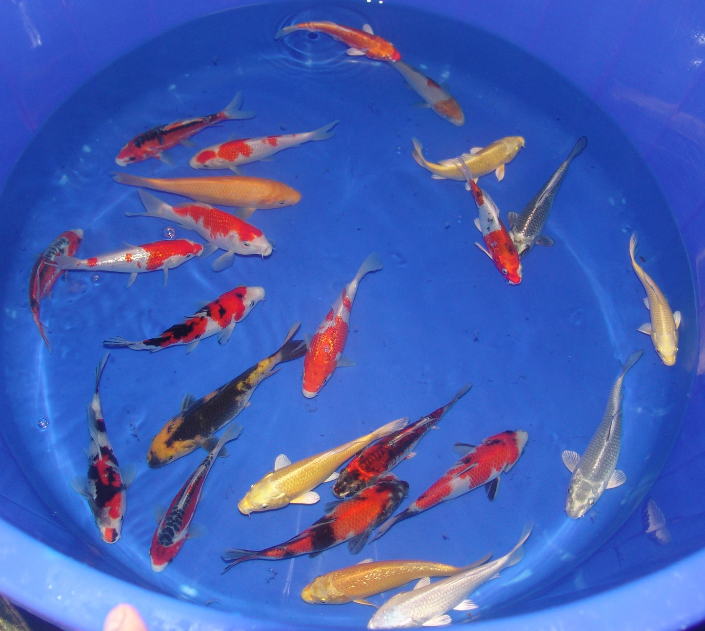 15-18cm Tosai, Mix.