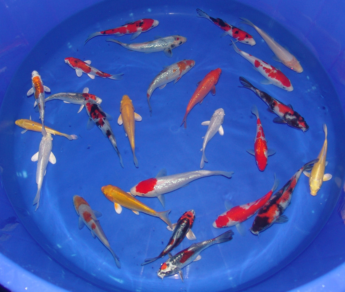 15-18cm Tosai, Mix.