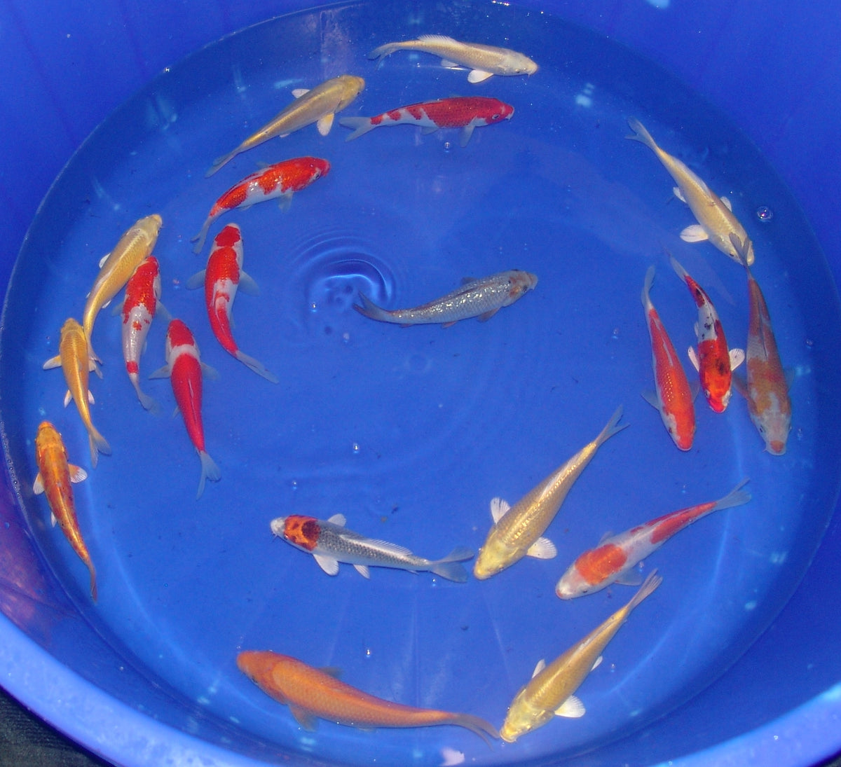 15-18cm Tosai, Mix.