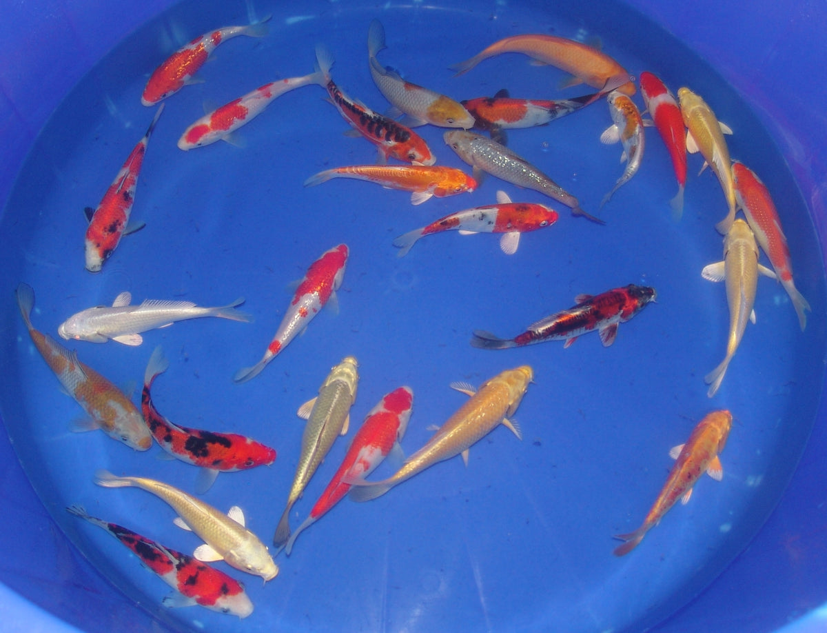 15-18cm Tosai, Mix.