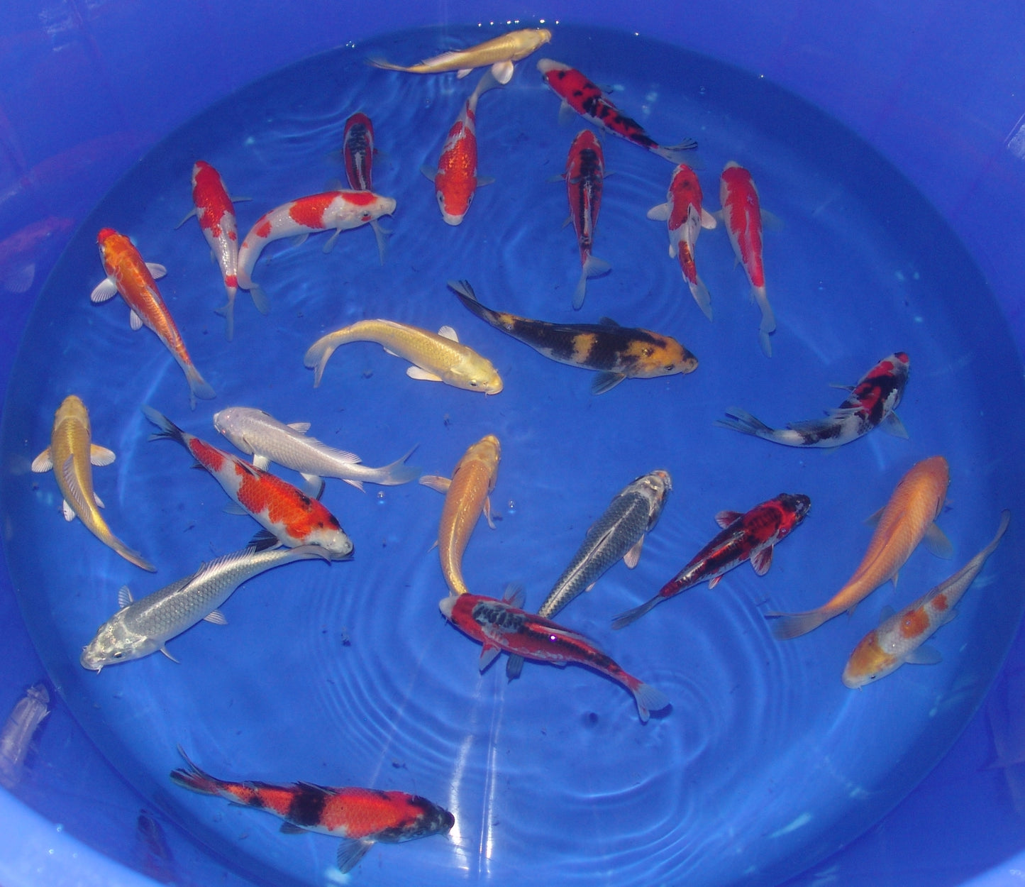 15-18cm Tosai, Mix.