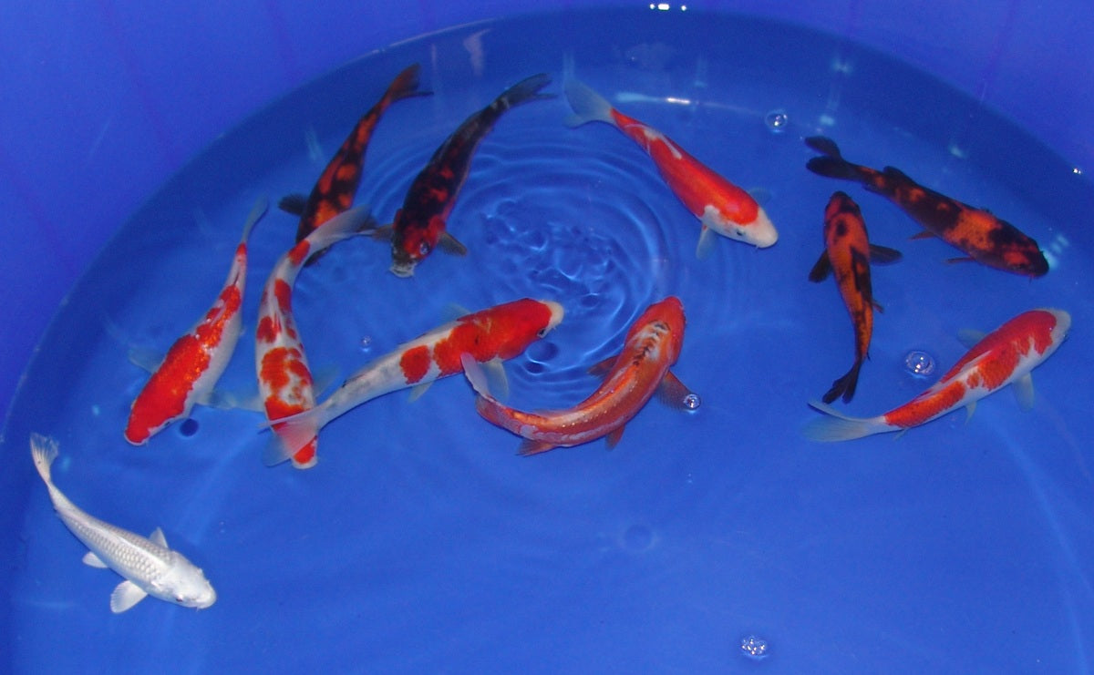 15-18cm Tosai, Mix.