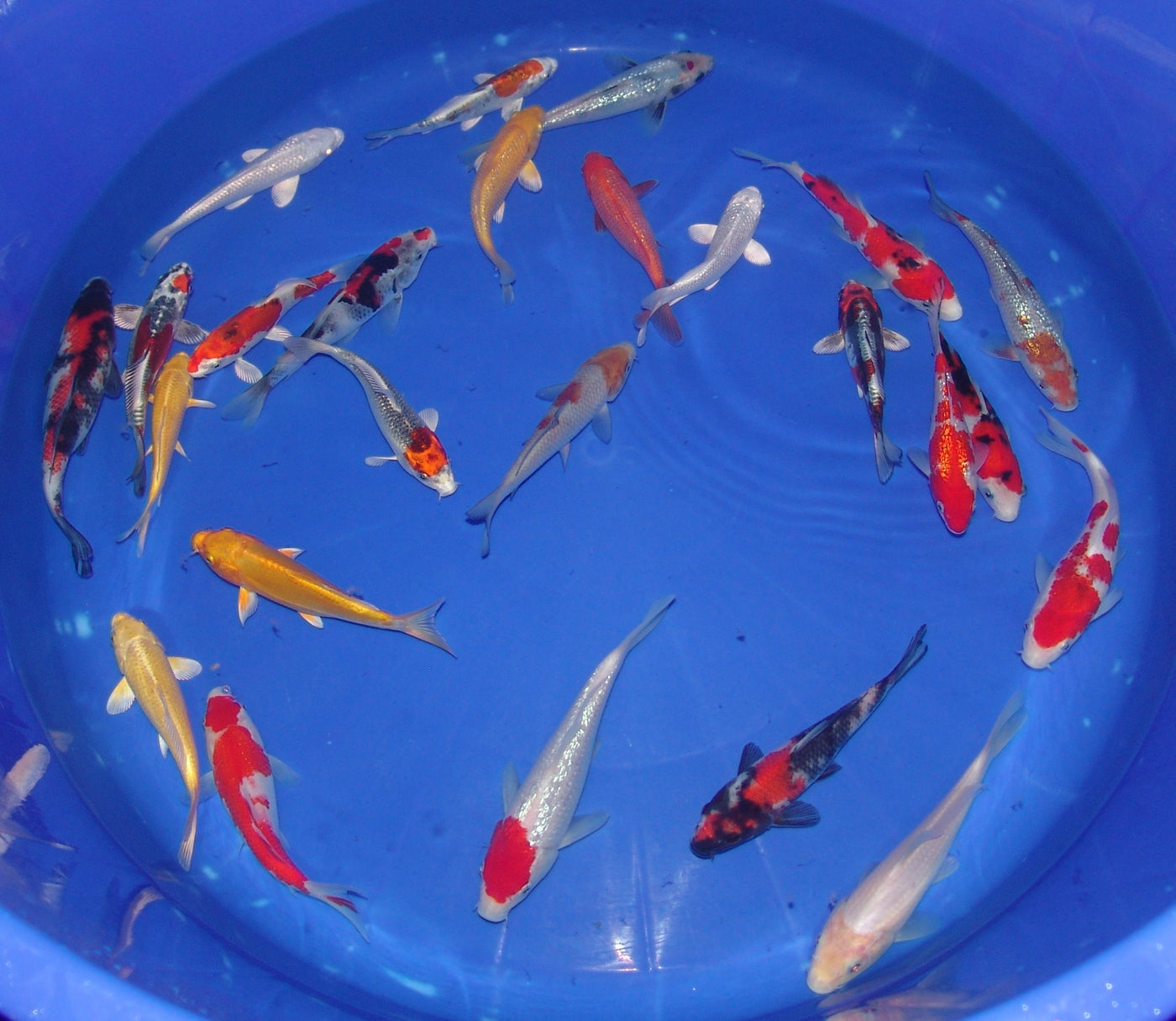 15-18cm Tosai, Mix.