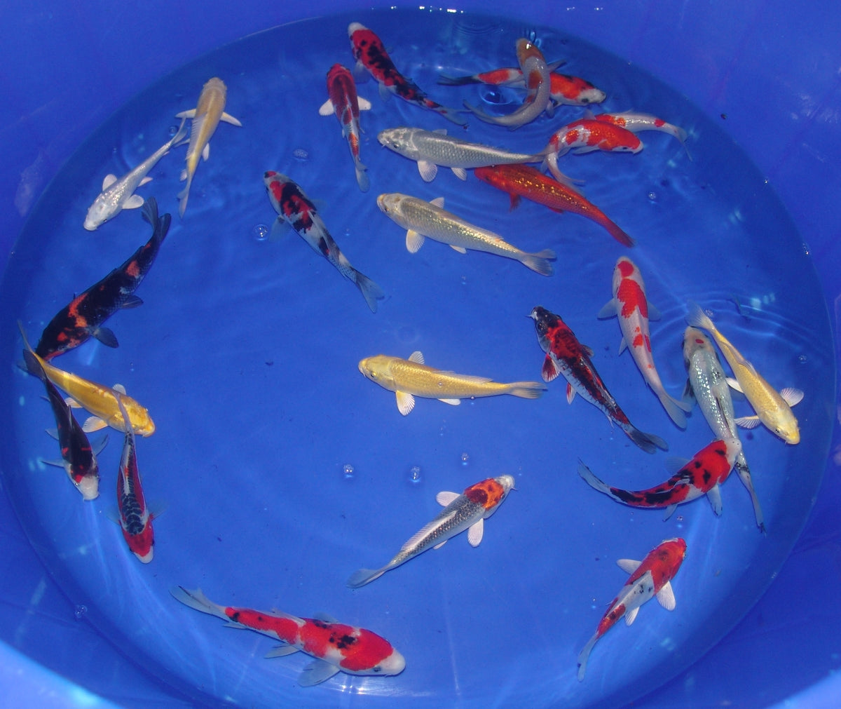 15-18cm Tosai, Mix.