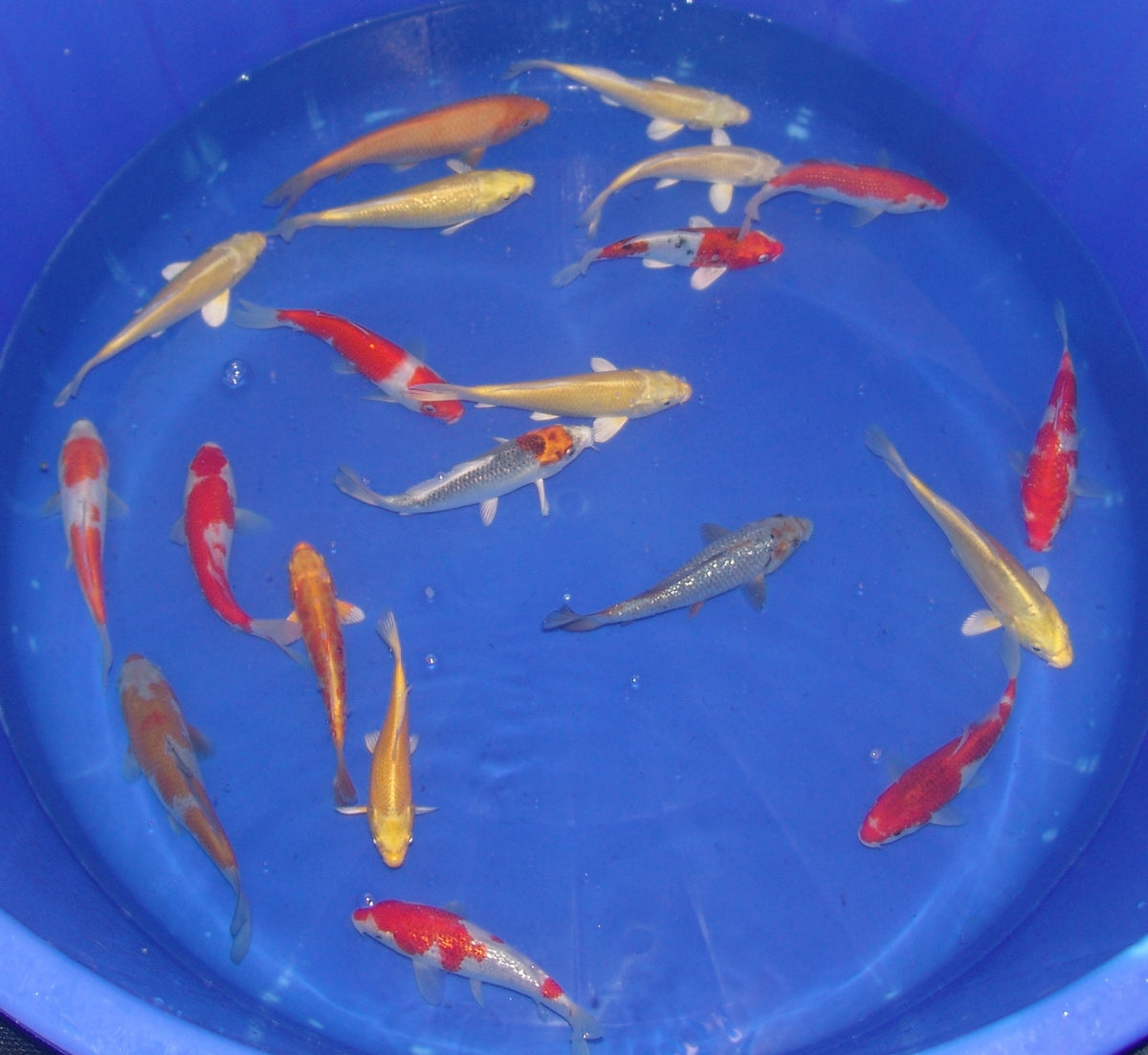 15-18cm Tosai, Mix.