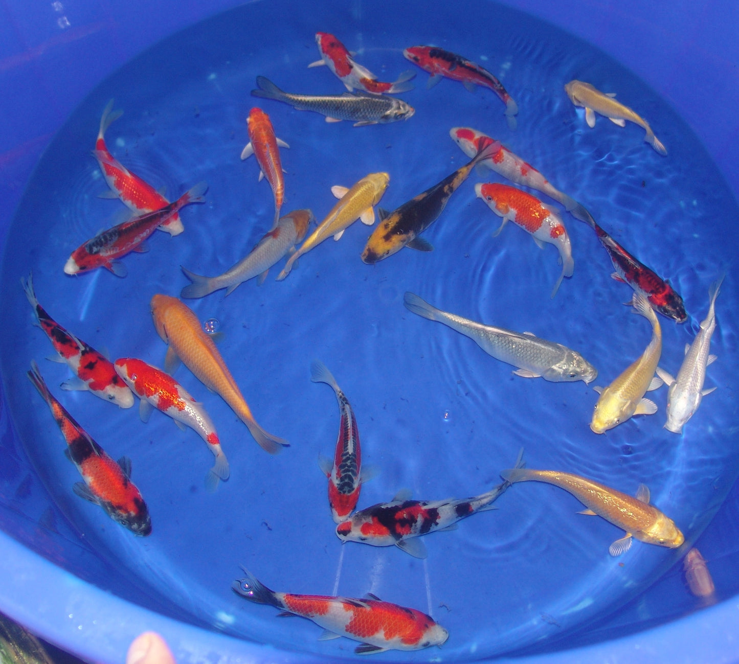 15-18cm Tosai, Mix.