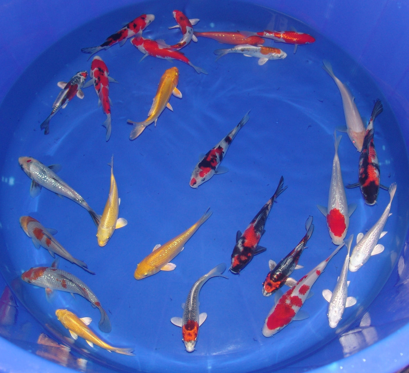 15-18cm Tosai, Mix.