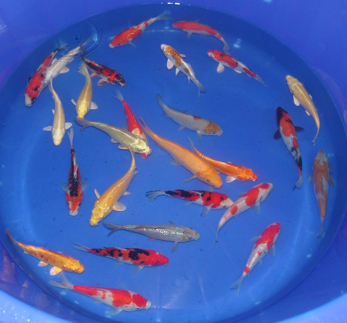 15-18cm Tosai, Mix.
