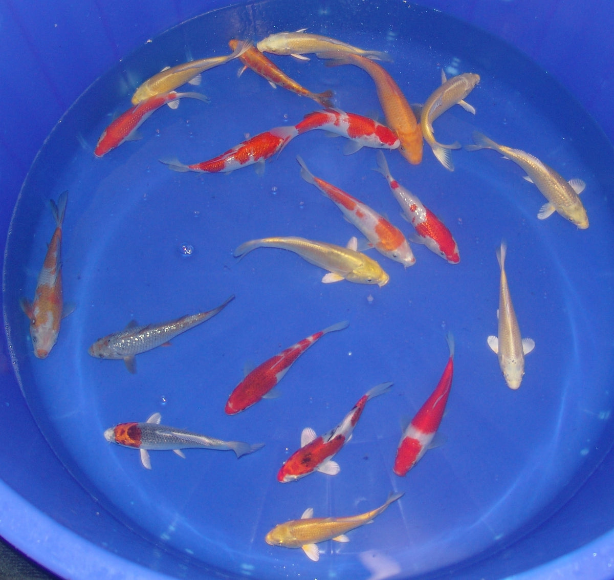 15-18cm Tosai, Mix.