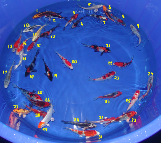12-15cm Tosai, Mix