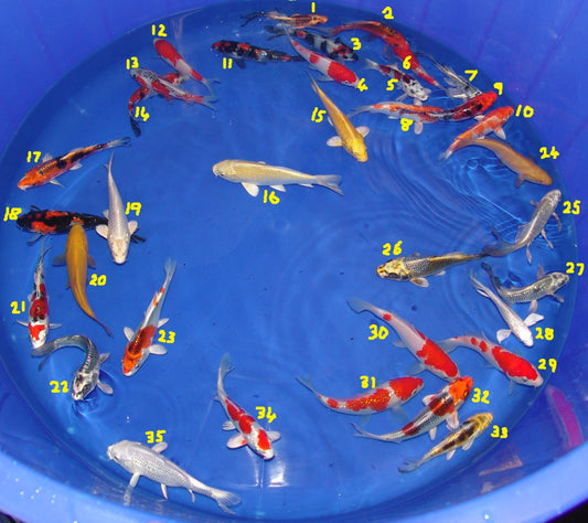 12-15cm Tosai, Mix