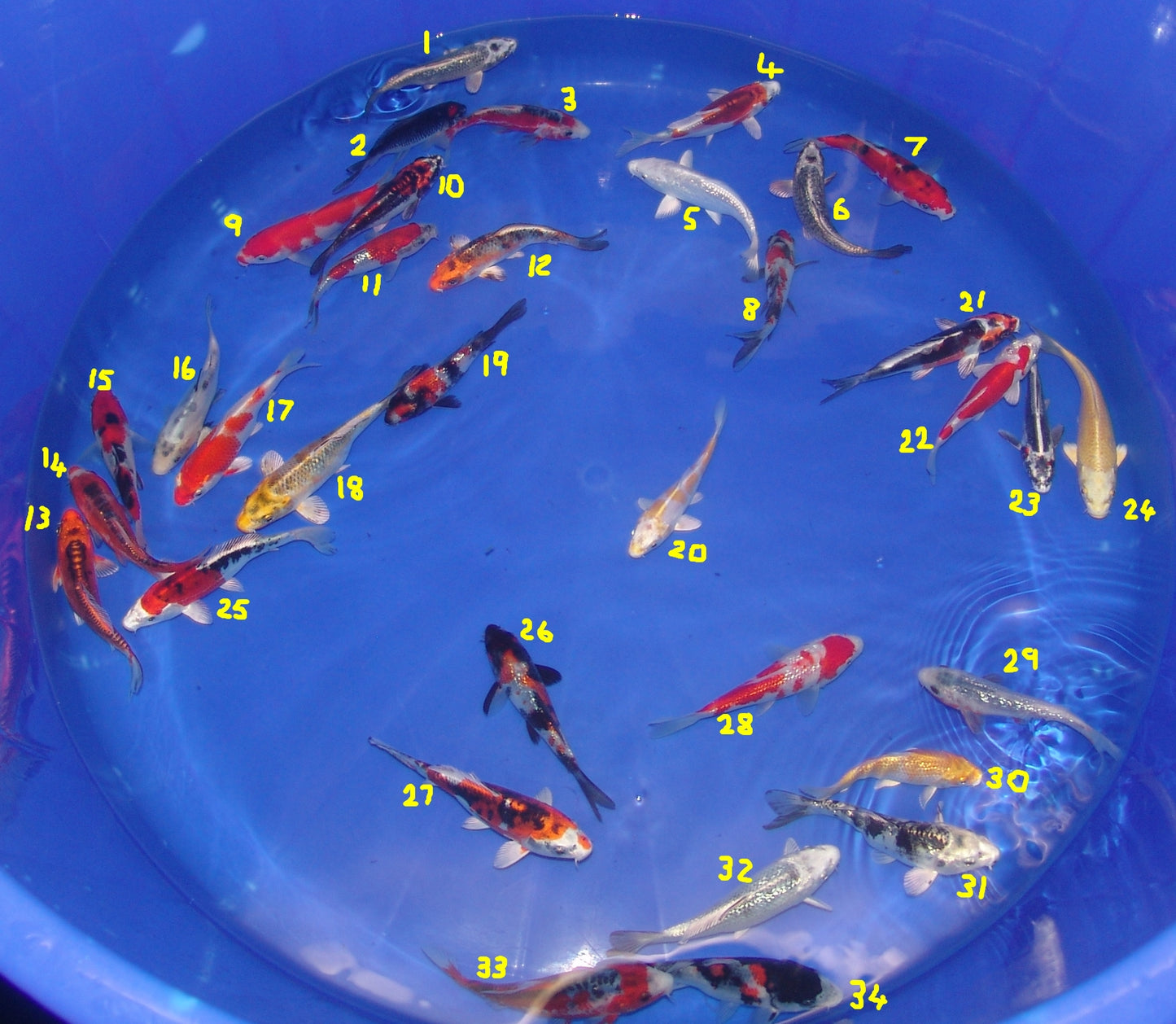 12-15cm Tosai, Mix