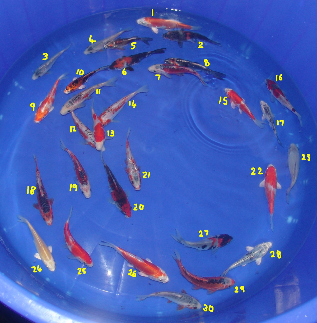 12-15cm Tosai, Mix
