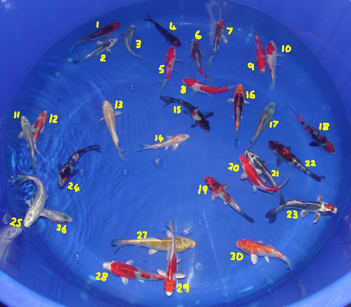 12-15cm Tosai, Mix