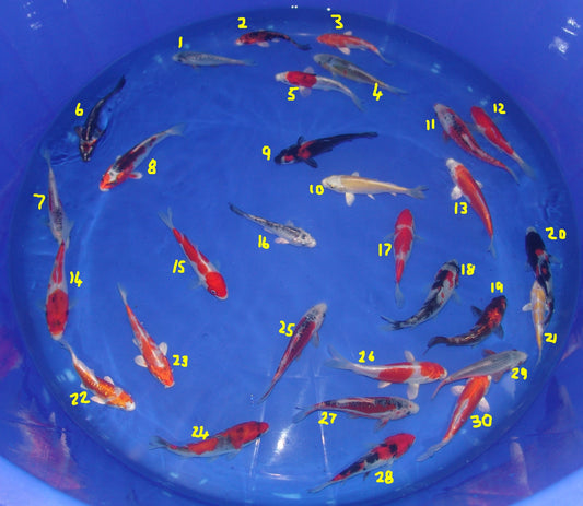 12-15cm Tosai, Mix