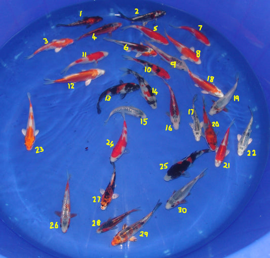 12-15cm Tosai, Mix