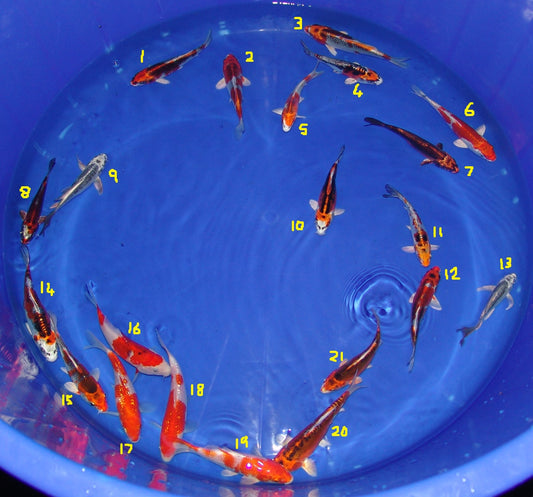 12-15cm Tosai, Mix