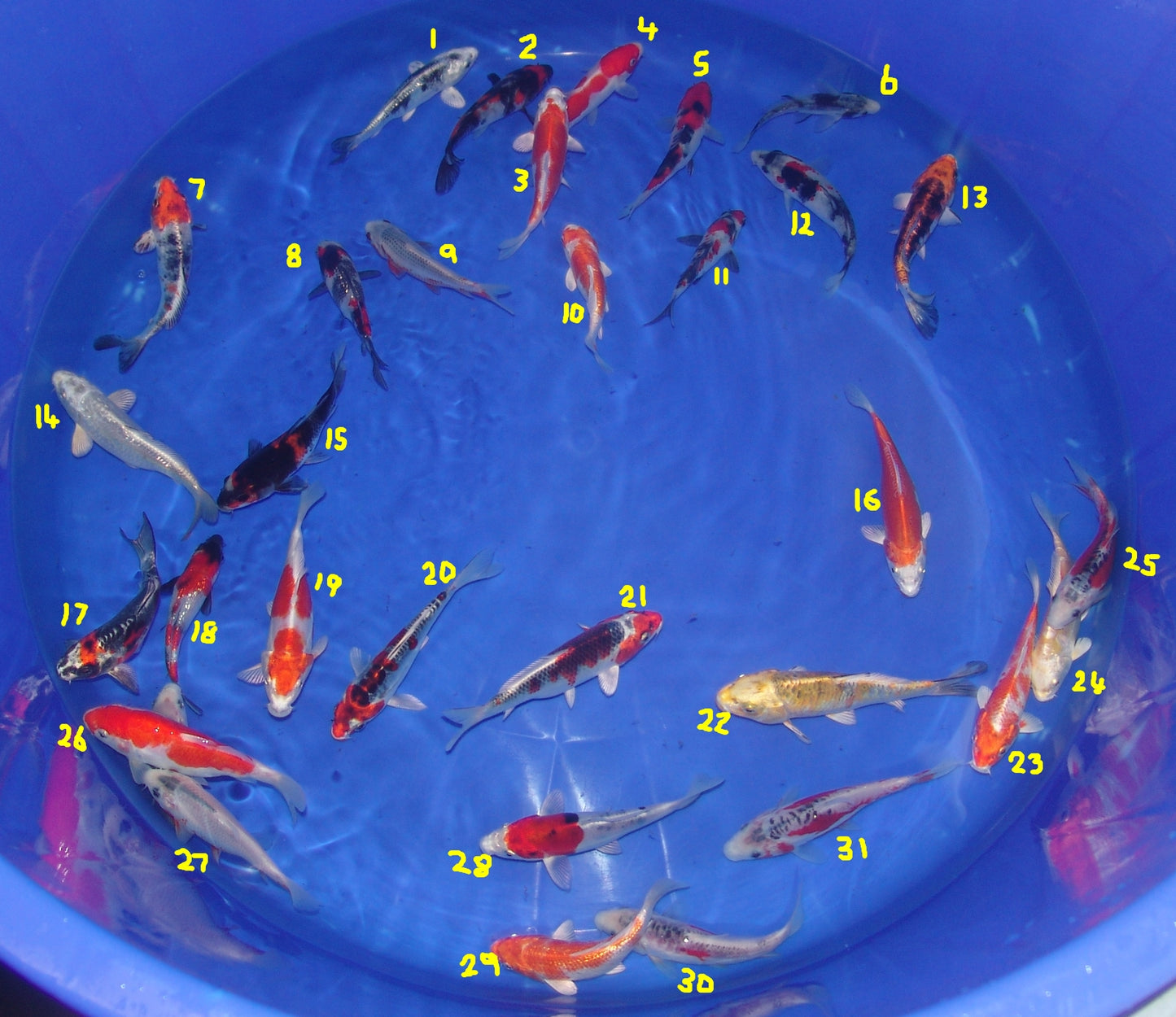 12-15cm Tosai, Mix