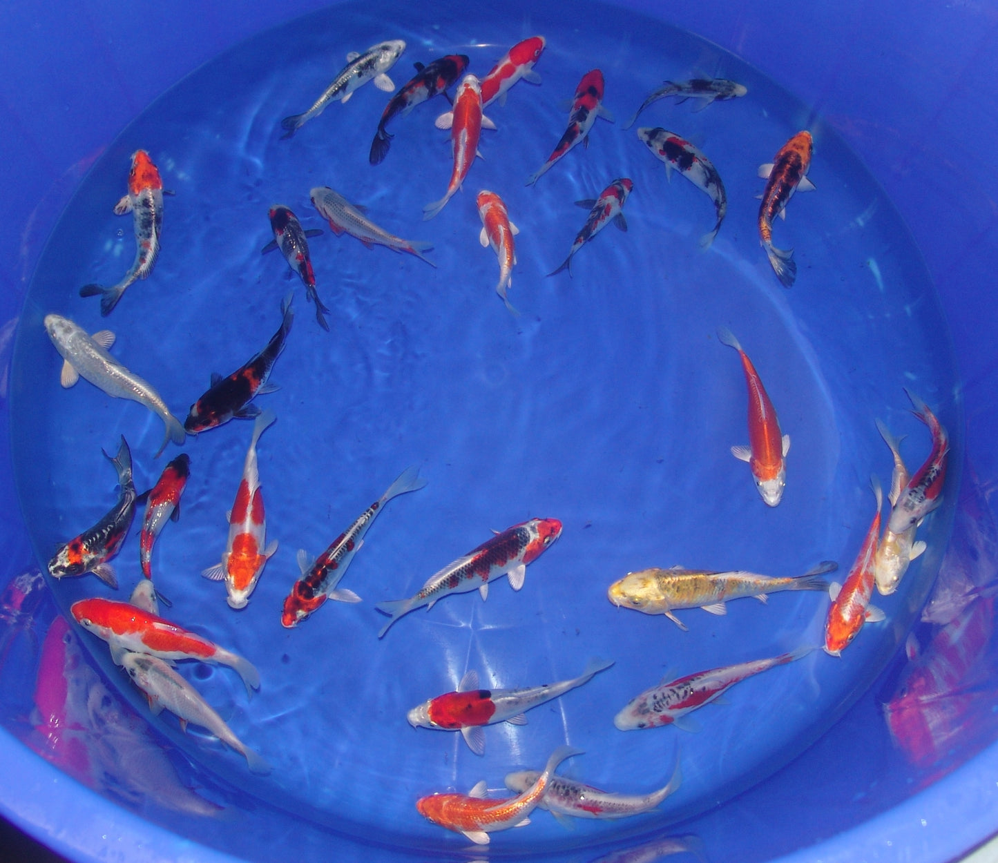 12-15cm Tosai, Mix