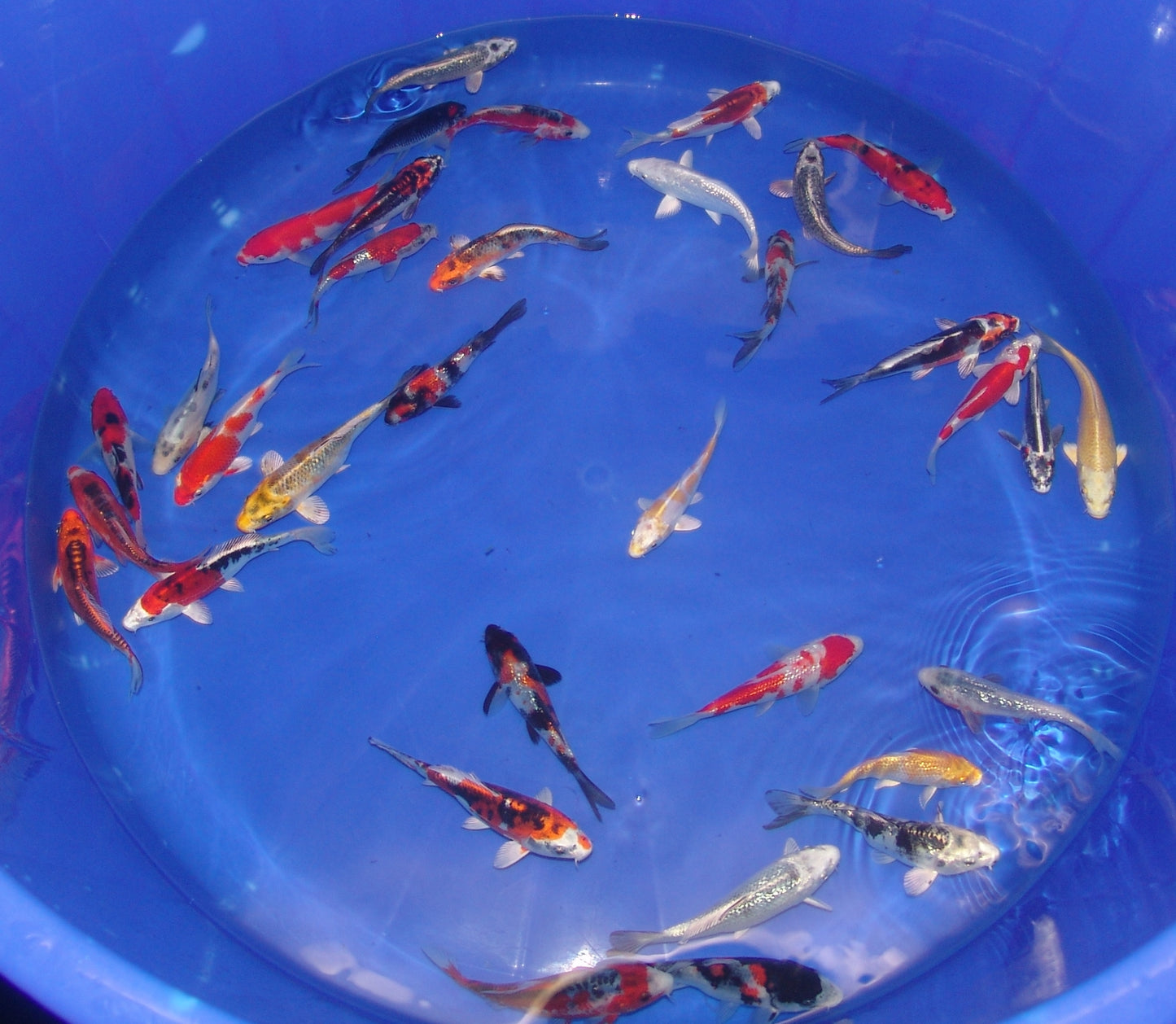 12-15cm Tosai, Mix
