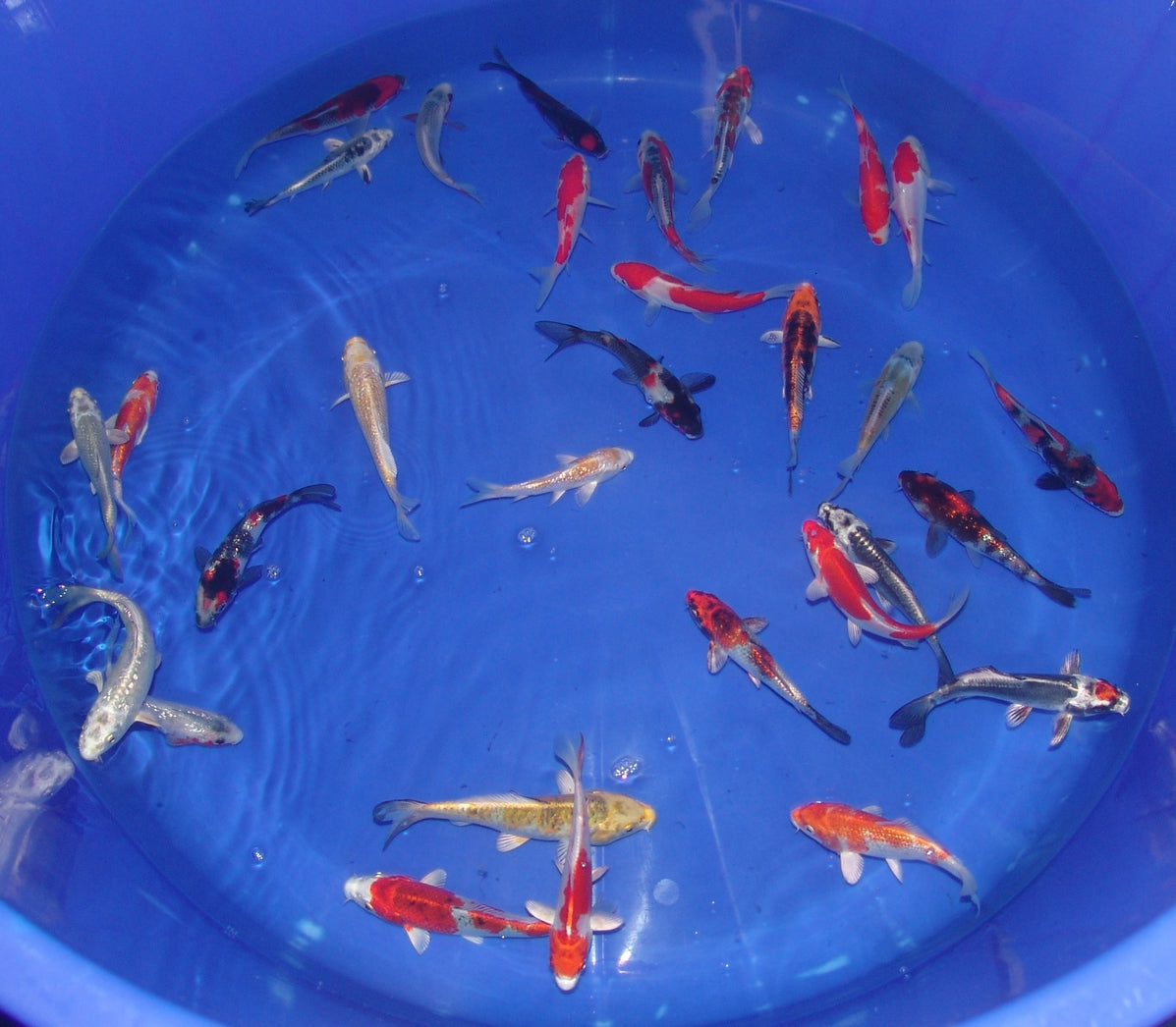 12-15cm Tosai, Mix