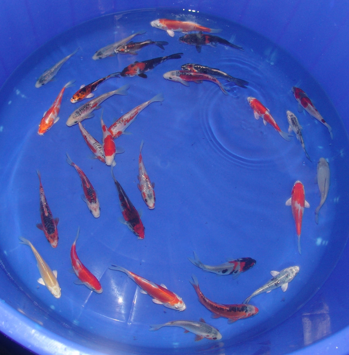 12-15cm Tosai, Mix