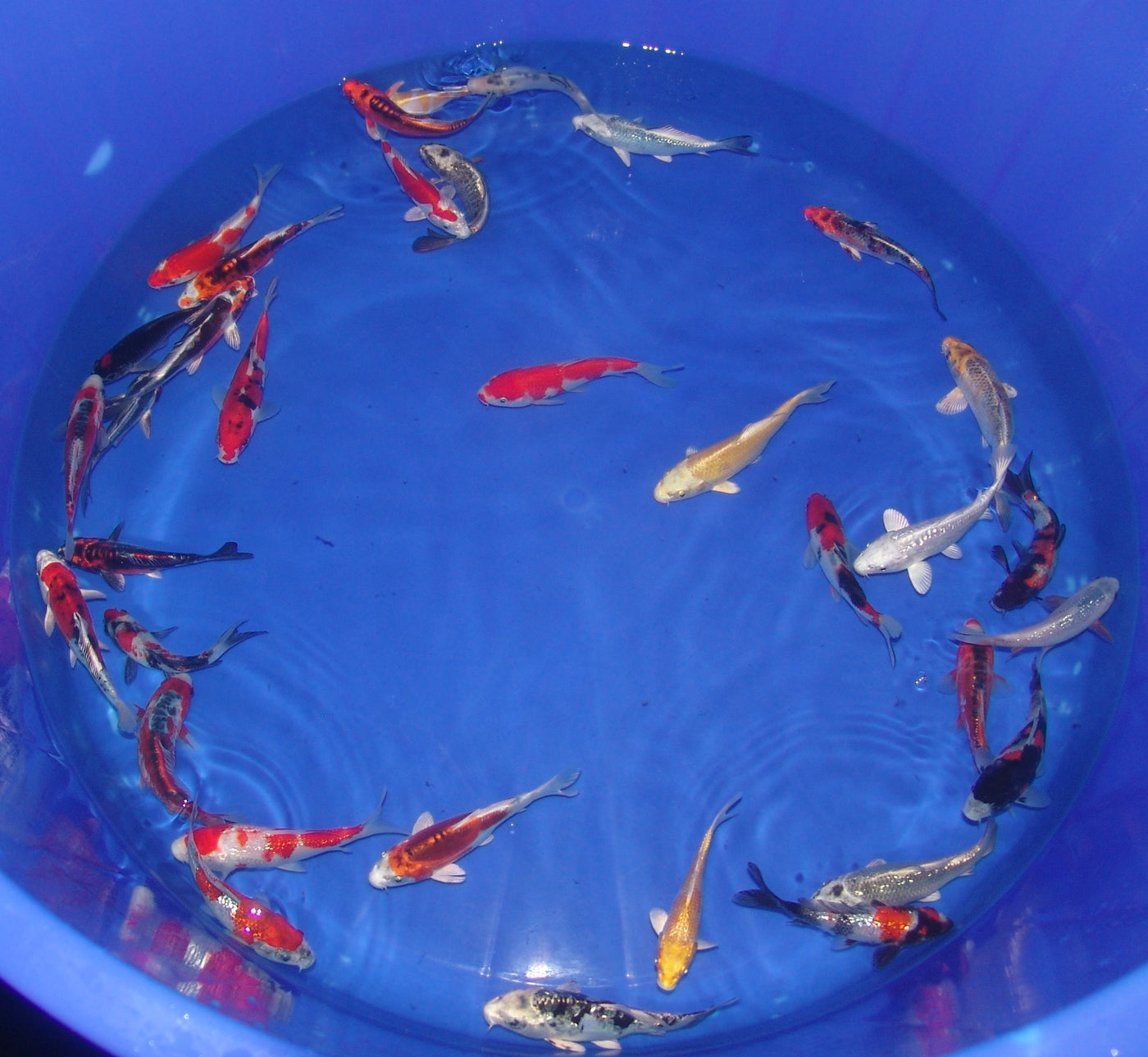 12-15cm Tosai, Mix